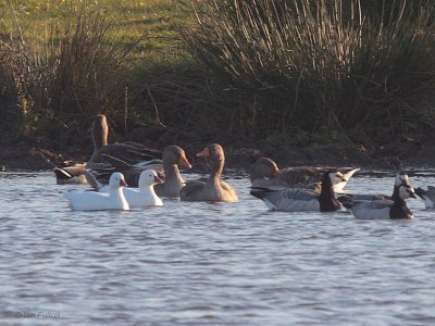 Ross's Goose, Monk's House Pond, Northumberland