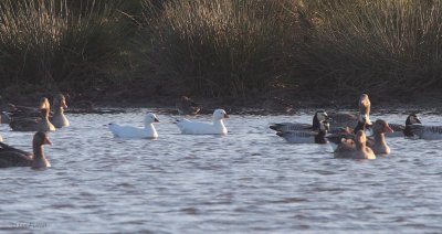 Ross's Goose, Monk's House Pond, Northumberland