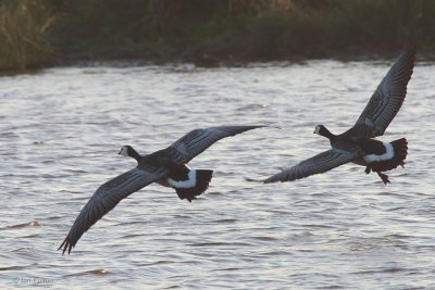 Barnacle Goose, Monk's House Pond, Northumberland