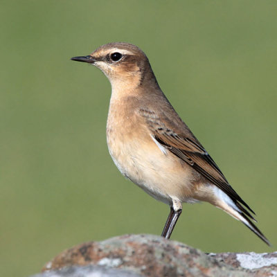 Northern Wheatear, Holy Island, Northumberland