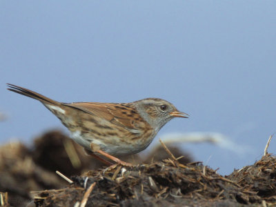 Dunnock, Ardmore Point, Clyde