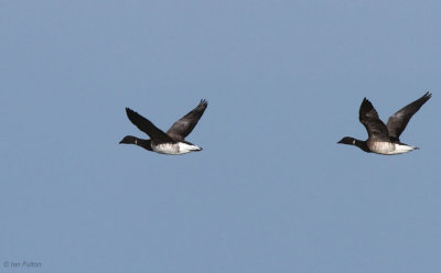 Pale-bellied Brent Geese, Holy Isle