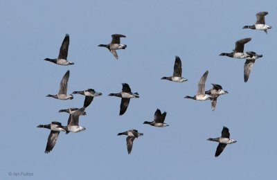 Pale-bellied Brent Geese, Holy Isle