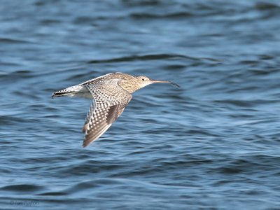 Curlew, Holy Isle