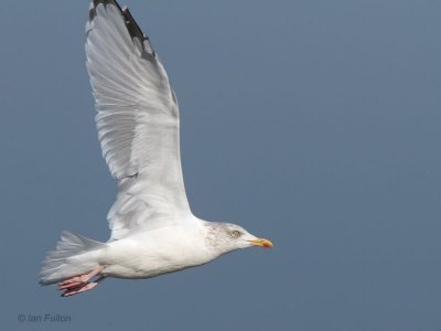 Herring Gull, Holy Isle