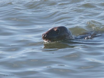 Grey Seal, Holy Isle