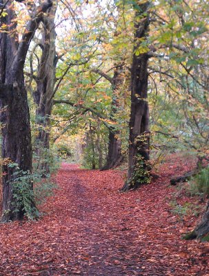 The Chestnut Walk, Barons Haugh RSPB, Motherwell