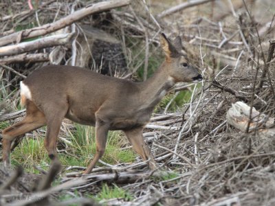 Roe Deer, Craigallian Loch, Clyde