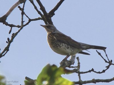 Fieldfare, West Millichen Farm, Clyde