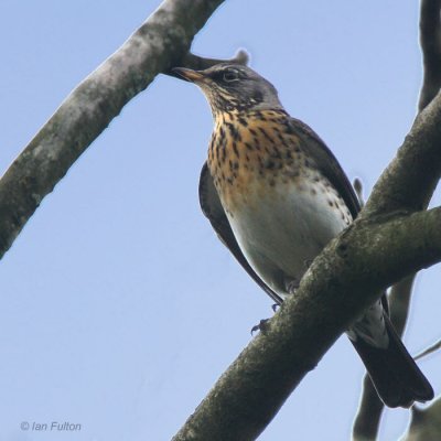 Fieldfare, West Millichen Farm, Clyde