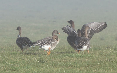 Taiga Bean Geese, Shortrig farm, Upper Forth