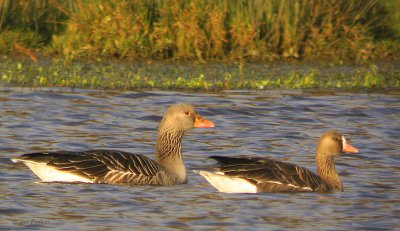 European White-fronted Goose, Carbarns Pond, Clyde