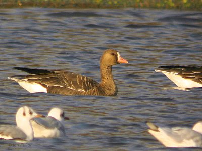 European White-fronted Goose, Carbarns Pond, Clyde