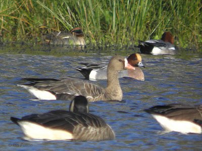 European White-fronted Goose, Carbarns Pond, Clyde