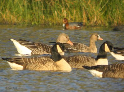 European White-fronted Goose, Carbarns Pond, Clyde