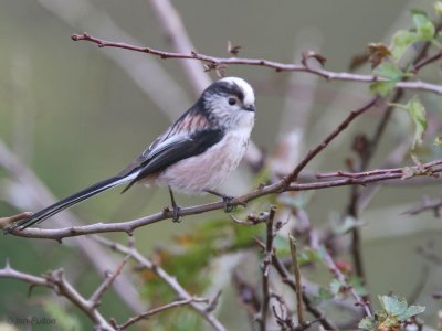 Long-tailed Tit, Boarhills, Fife