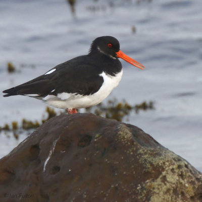 Oystercatcher, Balcomie beach, Fife
