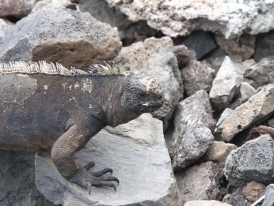 Marine Iguana, Baltra harbour