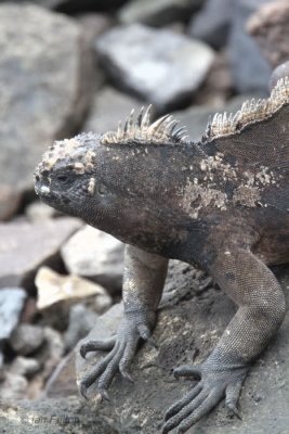 Marine Iguana, Baltra harbour