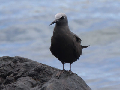 Common Noddy, Baltra harbour