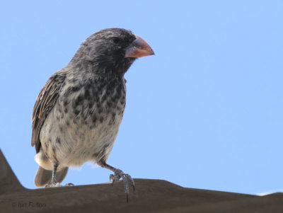 Medium Ground-Finch, Baltra