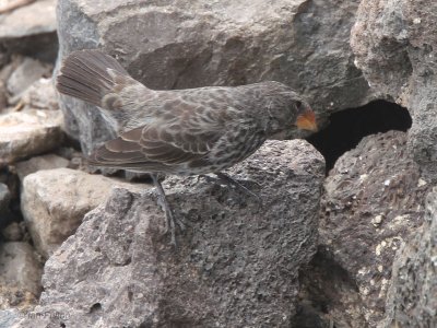 Medium Ground-Finch, Baltra