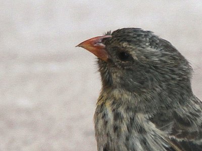 Small Ground-Finch, Baltra