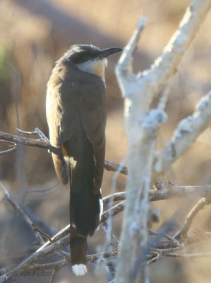 Black-billed Cuckoo, North Seymour, Galapagos