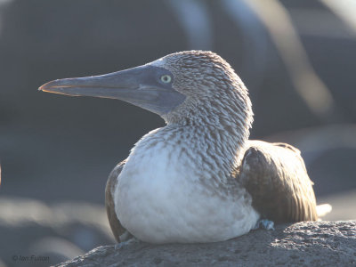 Blue-footed Booby, North Seymour, Galapagos