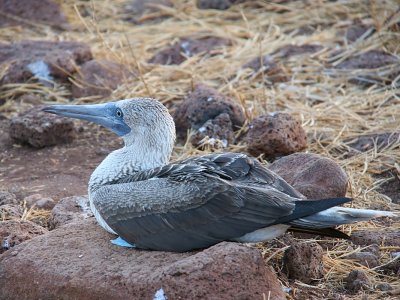 Blue-footed Booby, North Seymour, Galapagos