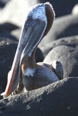 Brown Pelican, North Seymour, Galapagos