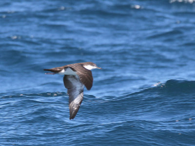 Galapagos Shearwater, North Seymour, Galapagos