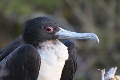 Great Frigatebird, North Seymour, Galapagos