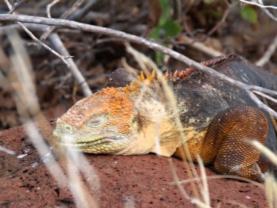 Land Iguana, North Seymour, Galapagos