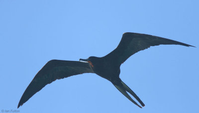 Magnificent Frigatebird, North Seymour, Galapagos