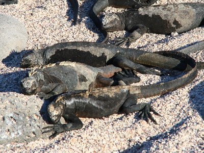 Marine Iguana, North Seymour, Galapagos