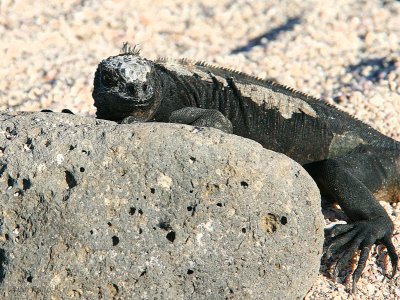 Marine Iguana, North Seymour, Galapagos