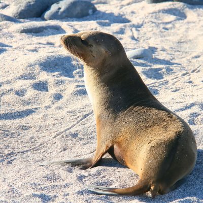 Galapagos Sea Lion, North Seymour, Galapagos