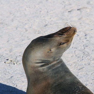 Galapagos Sea Lion, North Seymour, Galapagos