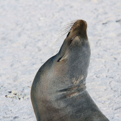 Galapagos Sea Lion, North Seymour, Galapagos