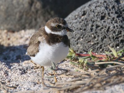 Semipalmated Plover, North Seymour, Galapagos