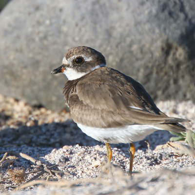 Semipalmated Plover, North Seymour, Galapagos