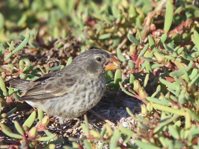 Small Ground Finch, North Seymour, Galapagos