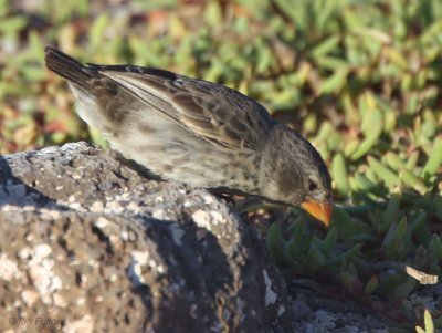 Small Ground Finch, North Seymour, Galapagos