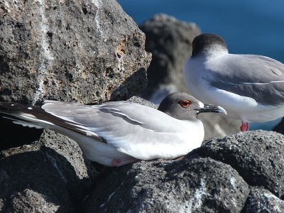Swallow-tailed Gull, North Seymour, Galapagos