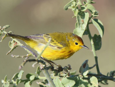 Yellow Warbler, North Seymour, Galapagos