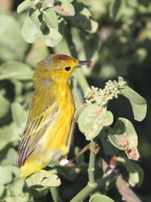 Yellow Warbler, North Seymour, Galapagos