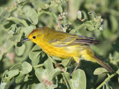 Yellow Warbler, North Seymour, Galapagos