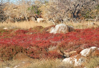 Vegetation on North Seymour, Galapagos