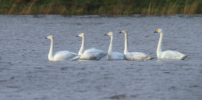Whooper Swans, Wards Pond-Loch Lomond NNR, Clyde